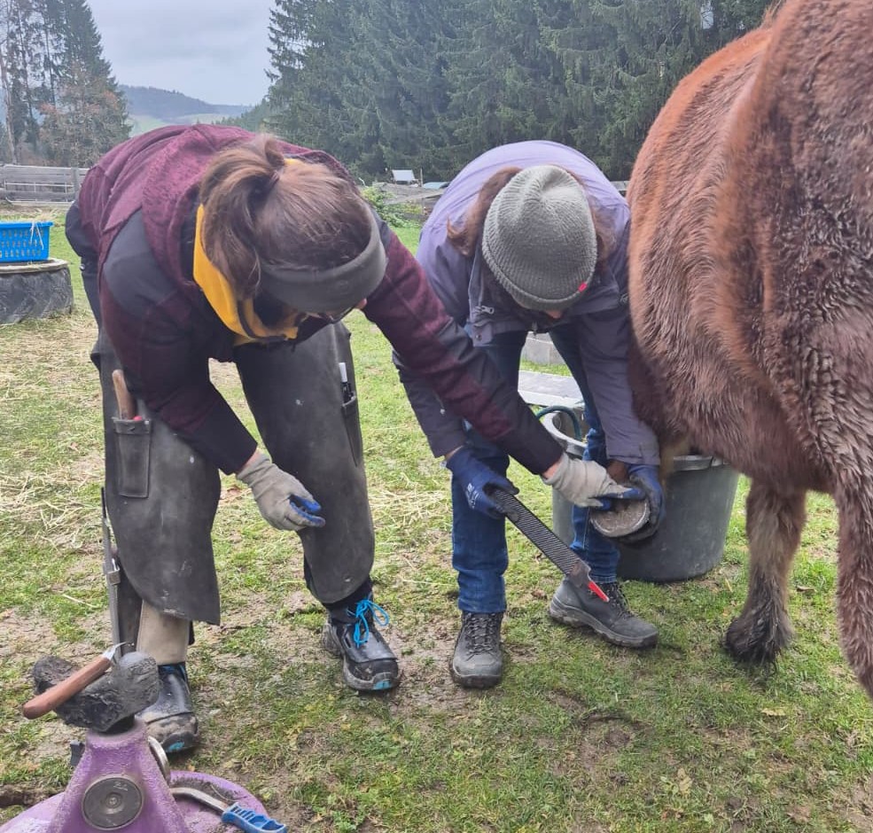 Wenn Hufkundinnen beginnen, das Wissen aktiv in die Praxis umzusetzen - ich lieb's!