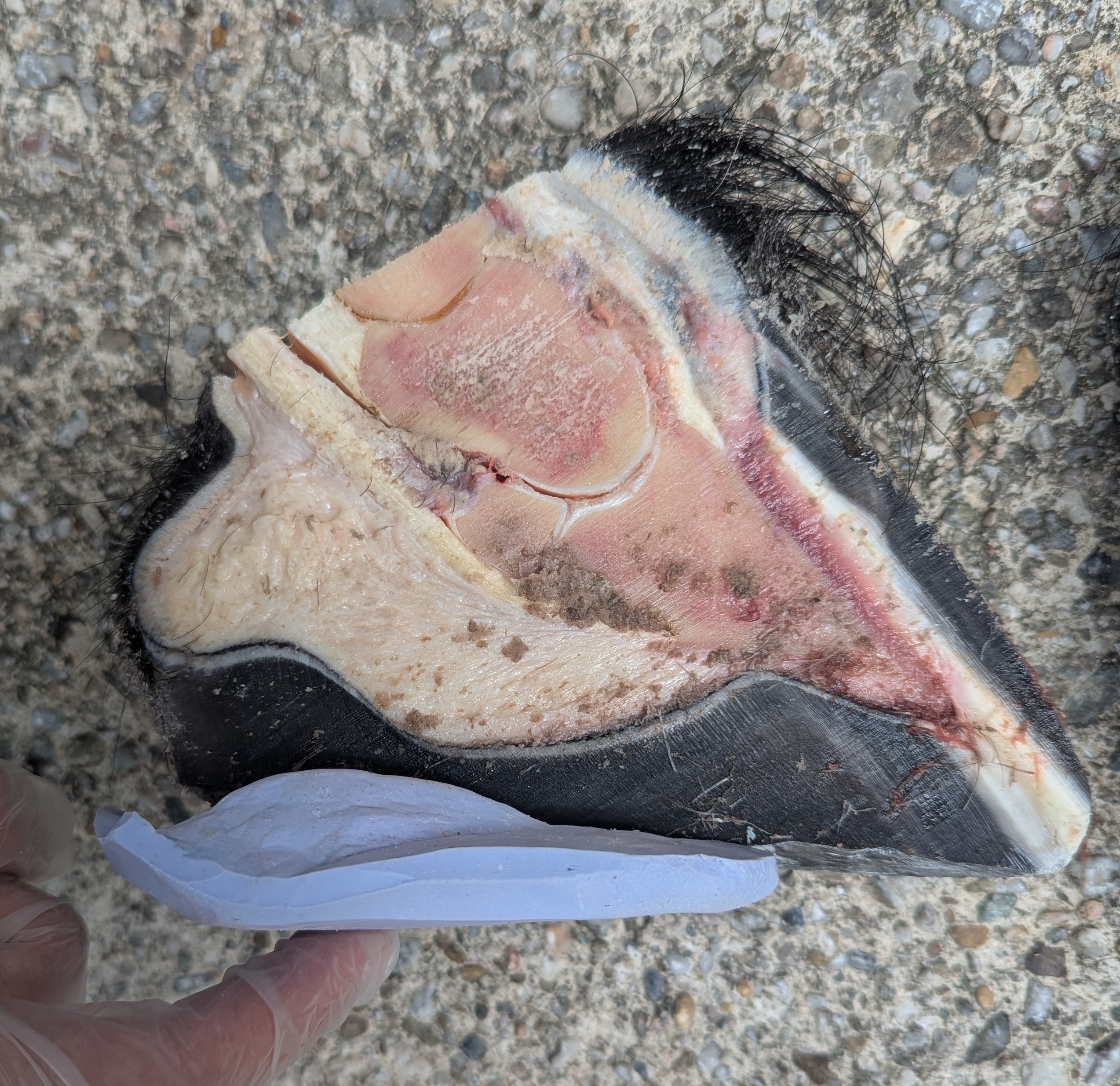 Unterstützung für ein Hufrehe-Pferd kann sehr unterschiedlich aussehen. Ob Polster, Schuhe, Bekleb oder Spänebox schauen wir uns bei Bedarf gemeinsam an.